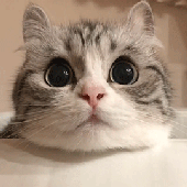 mewnya 的头像