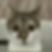 Avatar for linuxfryer