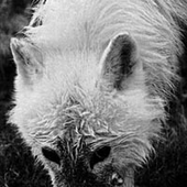 Awatar dla MOTHERWOLF