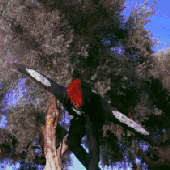 ezgif.com-resize 17.gif