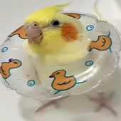 reidshwty 的头像