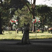 SHADOW OF THE CROSS