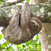 TeamSloth için avatar