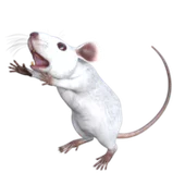hebomoia 的头像