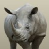 waldronrhino için avatar