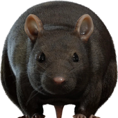 Avatar for yup_exe