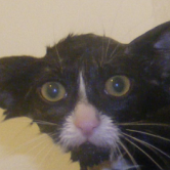 Avatar for CatGizmo