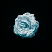 Abloom