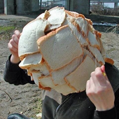 cabodozer 的头像