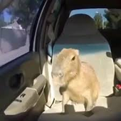 seyhsbdfg 的头像