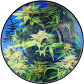 Avatar for KushKillzZ