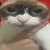 snekgma için avatar