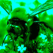 Avatar for acid_bee