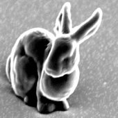 6C7635247-bunny-regular.jpg