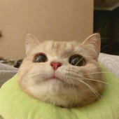 ttofus 的头像