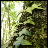 Avatar de Elerinna