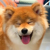 shibarking 的头像
