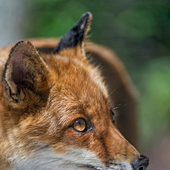 Juni_Fox 的头像