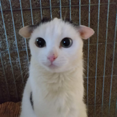 Avatar di maddiedogs