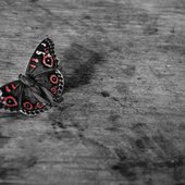 meadow argus