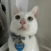 Avatar for zaripf