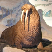 Avatar für Music_Walrus