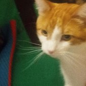hamzas cat