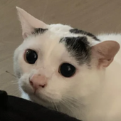 Discordis 的头像