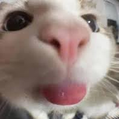 Avatar for BlehhCat
