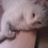 mykitama 的头像
