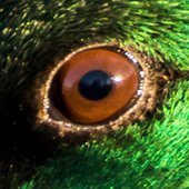 duck eye(ycRv9nSr477).jpg