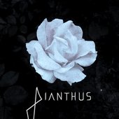 Dianthus Poster