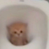 KazSnaz 的头像