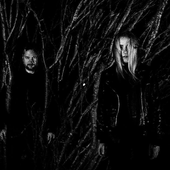 Black Birch