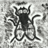 oAnfibio 的头像