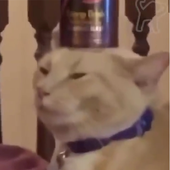 FyrrJyrr 的头像