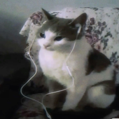 Madcatqueen 的头像