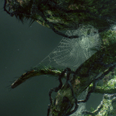 Avatar for CryingHorn