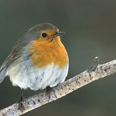 Erithacus_rubecula_(Marek_Szczepanek)