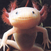 Avatar för the-axolotl