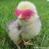 ChillyChicken 的头像