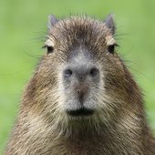 Vetiver Long