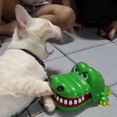 Cigroovin 的头像