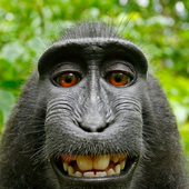 MONKETOUCHER_09 的头像