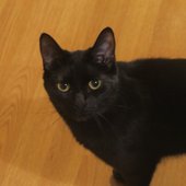 Blakitten