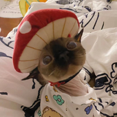 Avatar di raviolottyt
