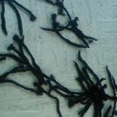 Dreads on the Ground