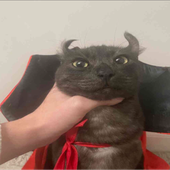 notspooky 的头像