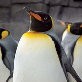 Childish Penguino
