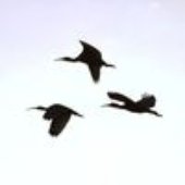 Sky In Birds